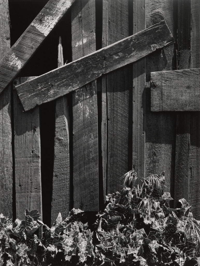 Boards and Thistles, San Francisco, California