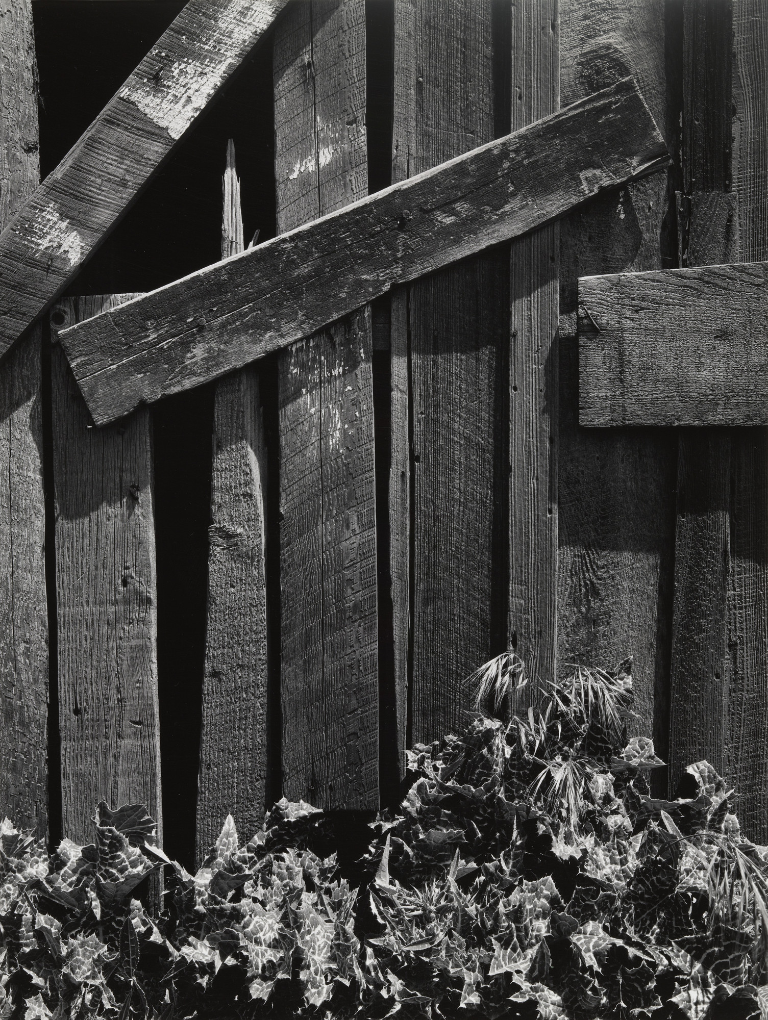 Boards and Thistles, San Francisco, California