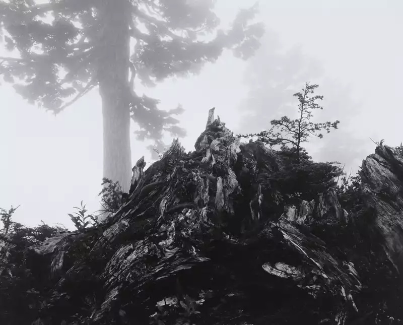 Tree, Stump and Mist, Northern Cascades, Washington