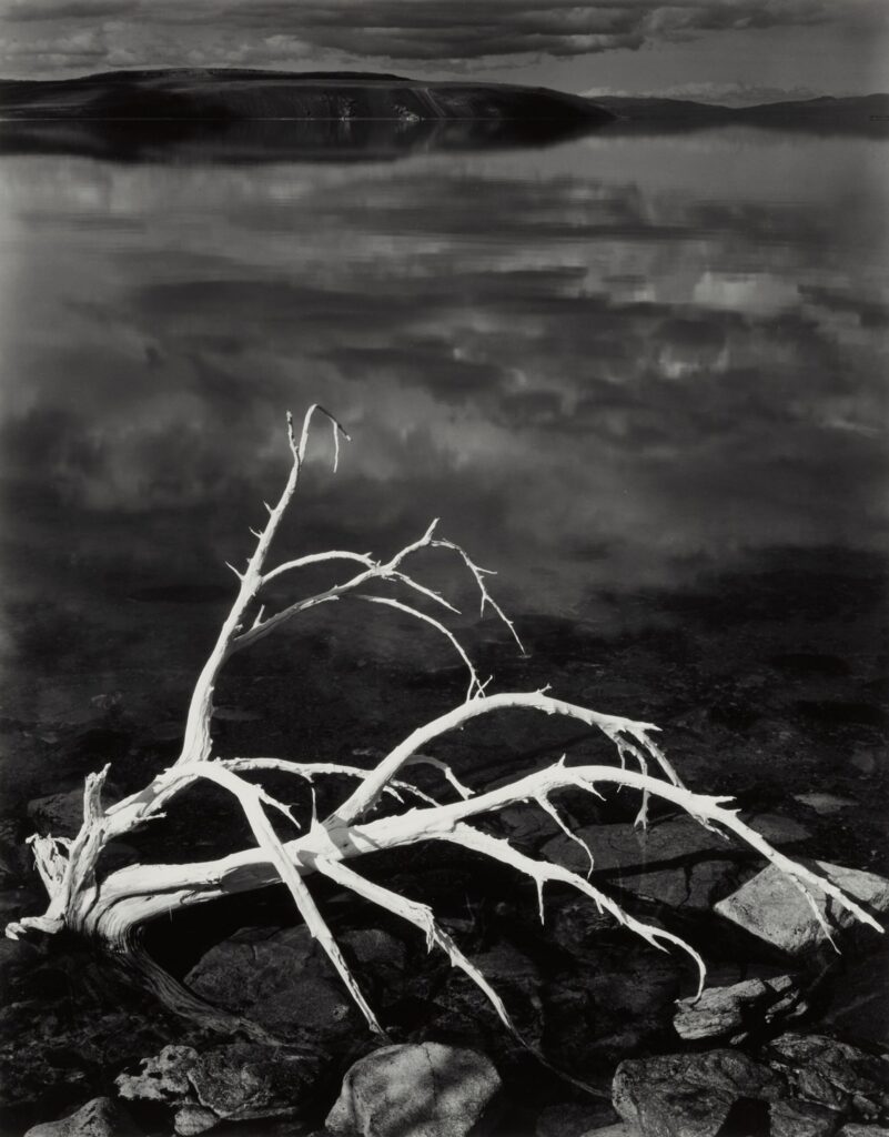 White Branches, Mono Lake, California