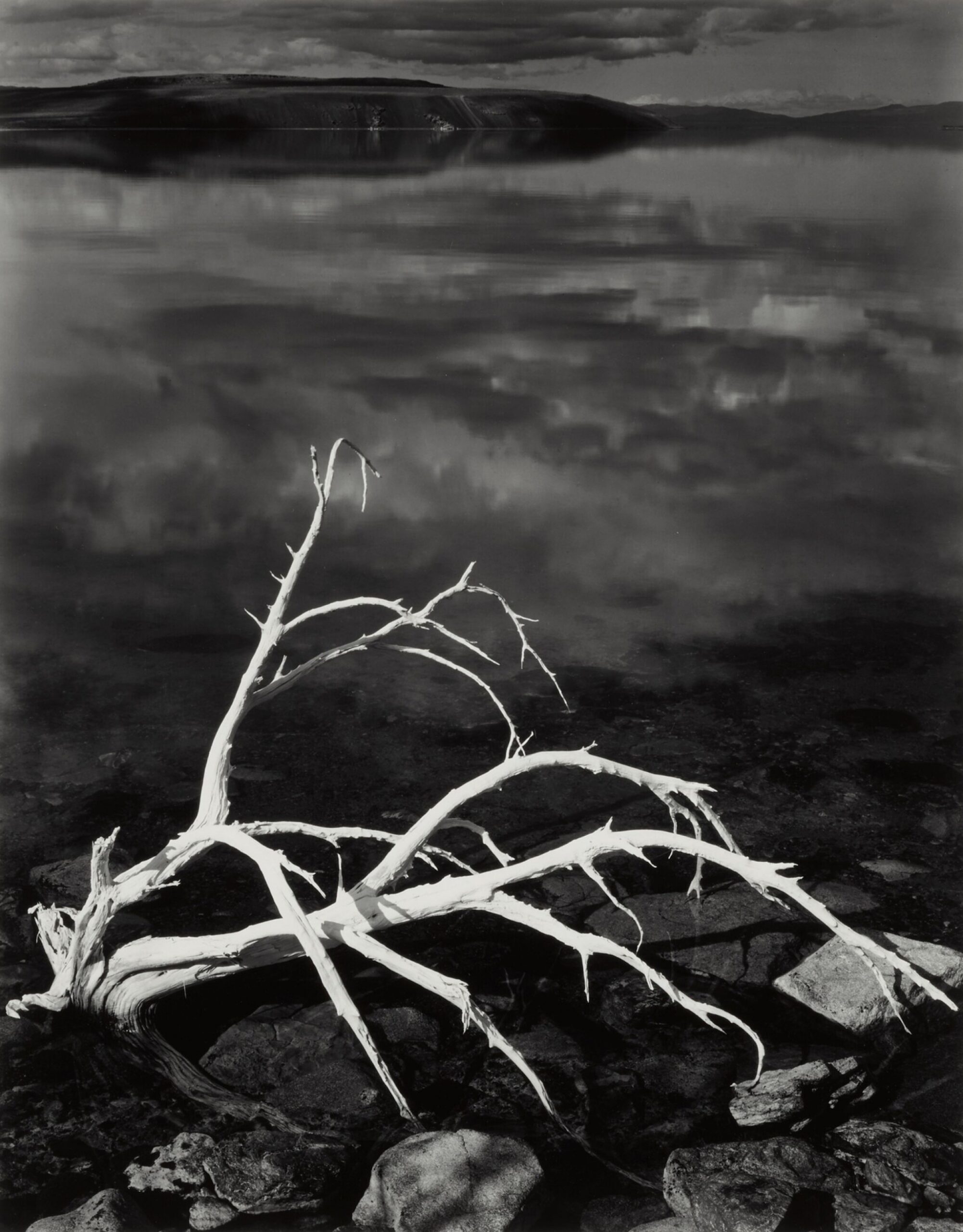 White Branches, Mono Lake, California