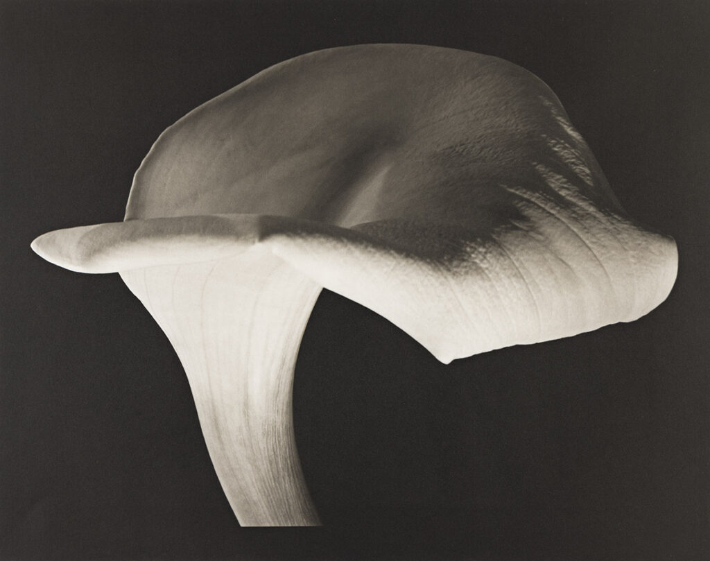 Calla Lily