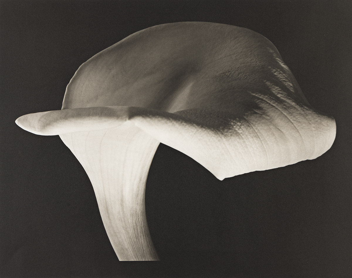 Calla Lily